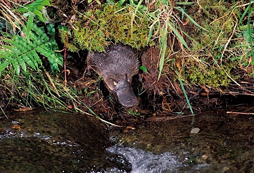 A platypus leaving its burrow in the grassy bank of a river.