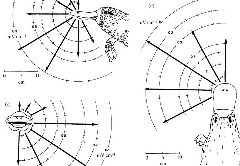 A mathimatical depiction of the range of platypus electroreception.