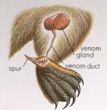A diagram showing the location of a platypus venom gland and spur.