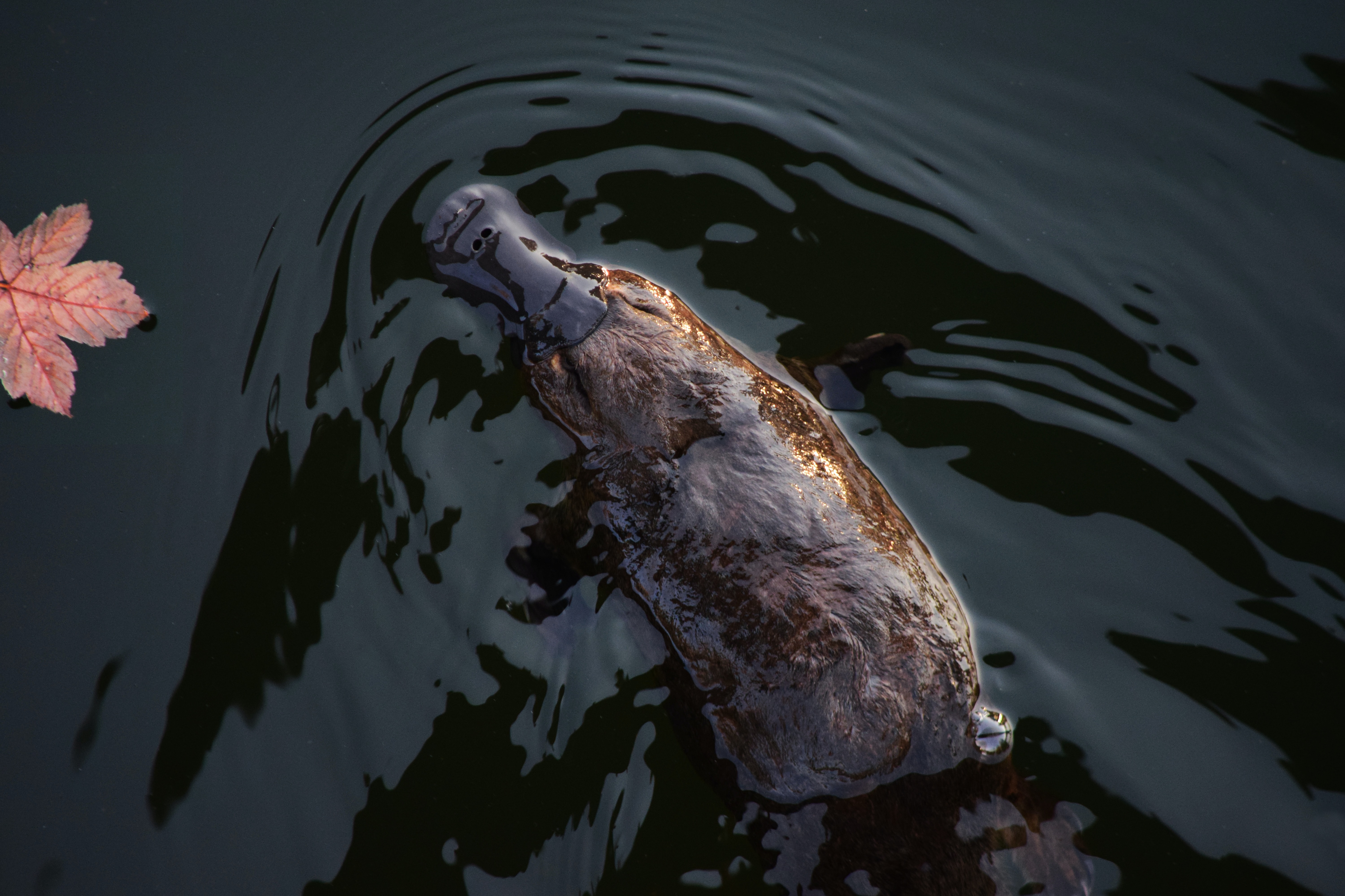 A platypus in a pond with a small orange leaf floating off to the left side.