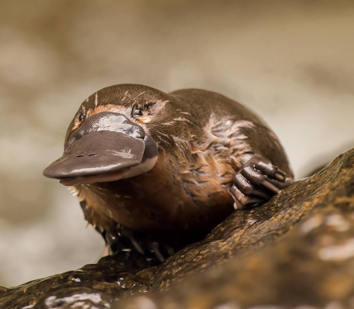 A platypus glossy with water sitting on top of a log fasing the camera straight on.