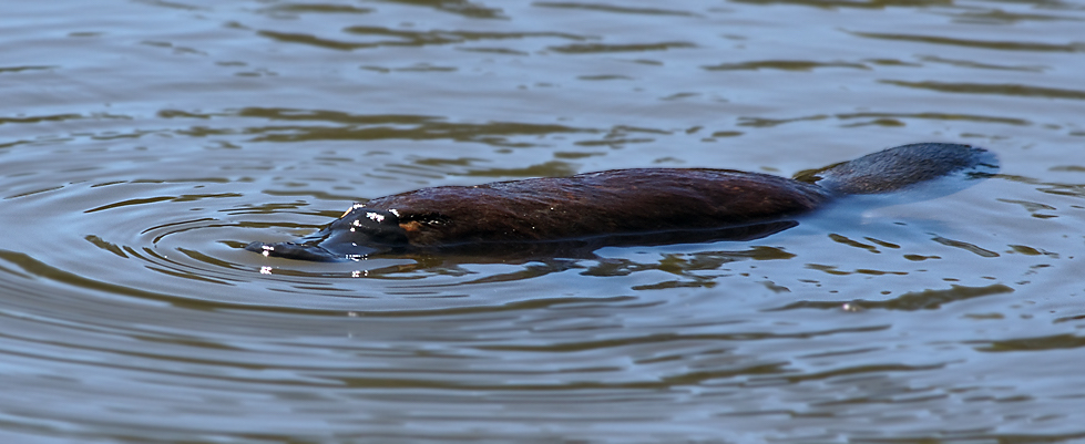 A platypus swimming in a river creating a multitude of ripples in the water.