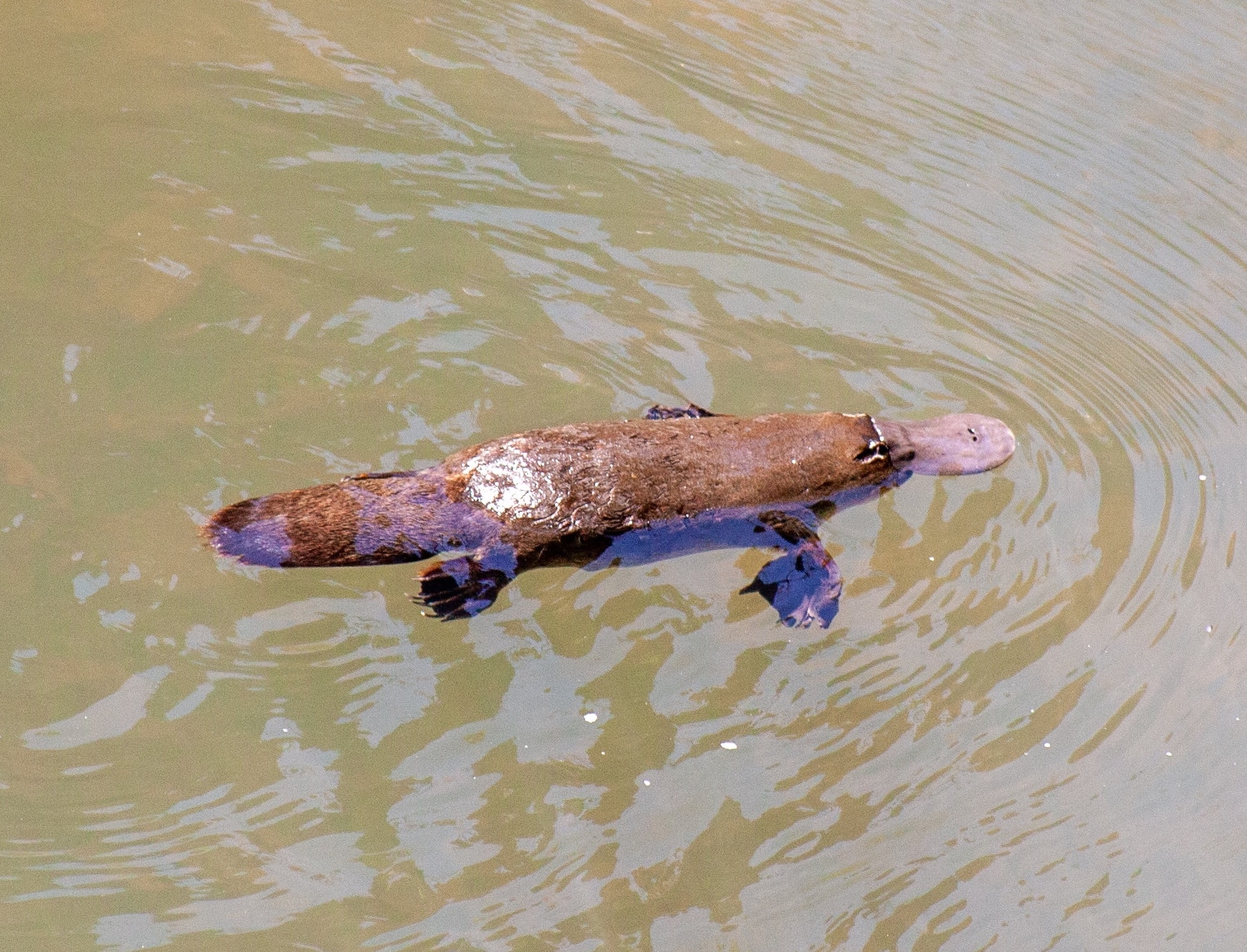 A platypus swimming at the very surface of a river.