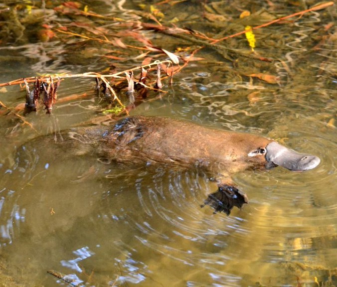 A platypus swimming in a pond in the sun looking up at the camera.