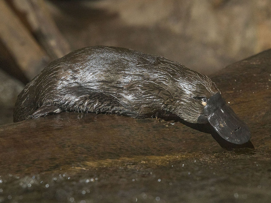 A platypus shiny with water on a tree branch floating in the water.