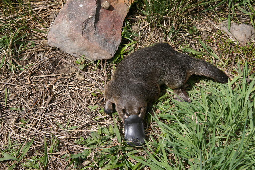 A platypus walkign through a grass filled landscape.