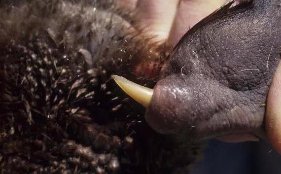 A platypus spur being made visable by the way a person is holding the platypus