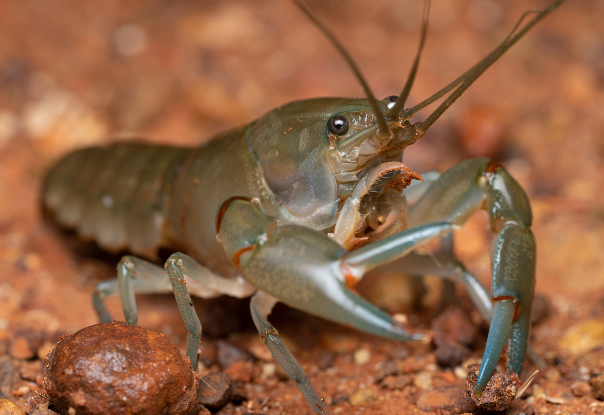 A yabby which is an Australian freshwater crustacean.